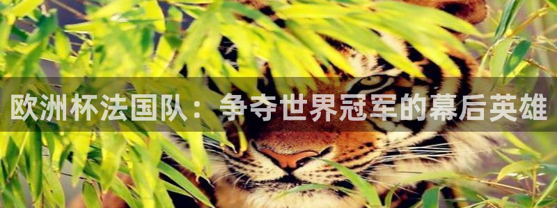 世界杯赛程2026：欧洲杯法国队：争夺世界冠军的幕后英雄